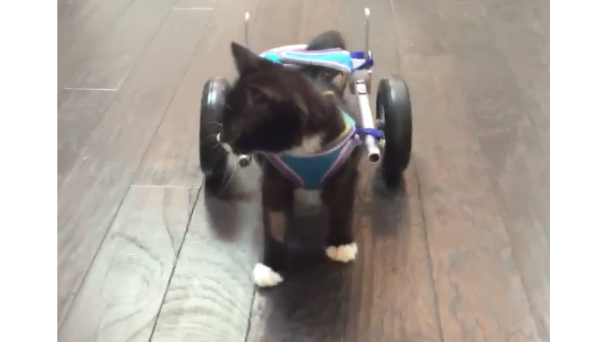 3D-Printed Wheels Helps To Walk A Cute Kitten