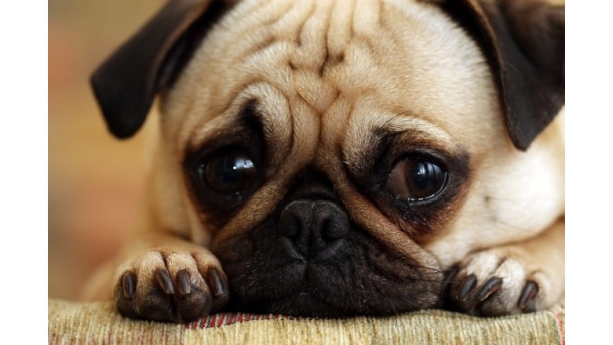How to tell if your dog or cat are sad